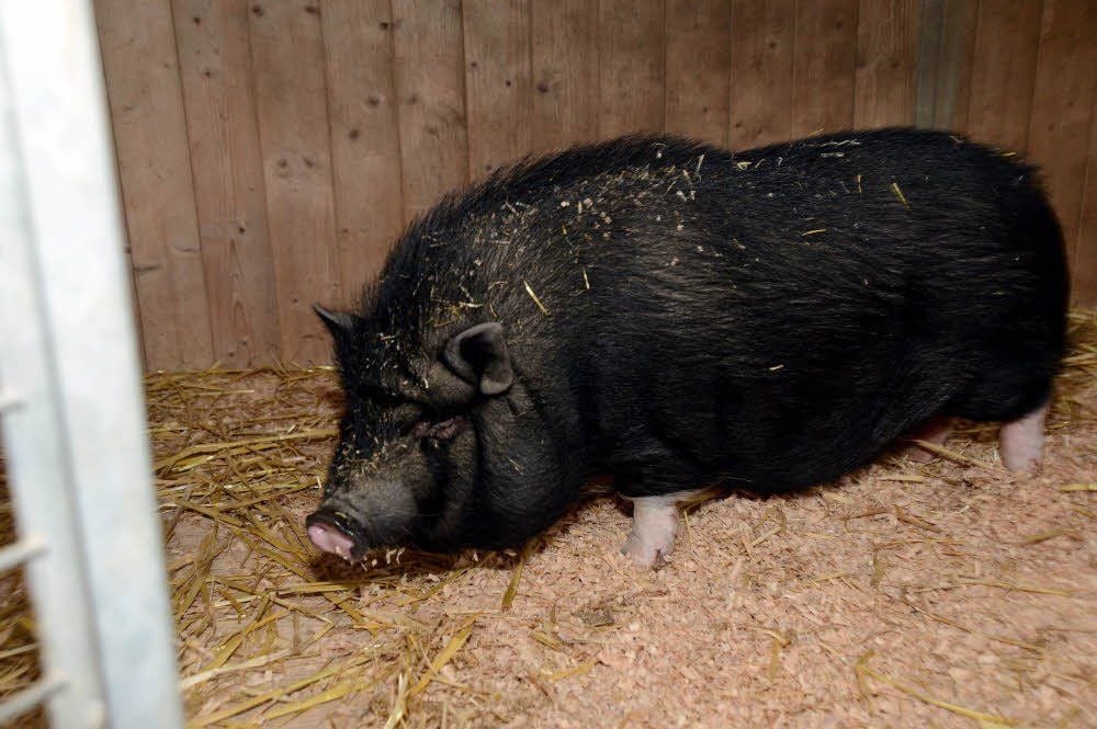 Hängebauchschwein Elvira