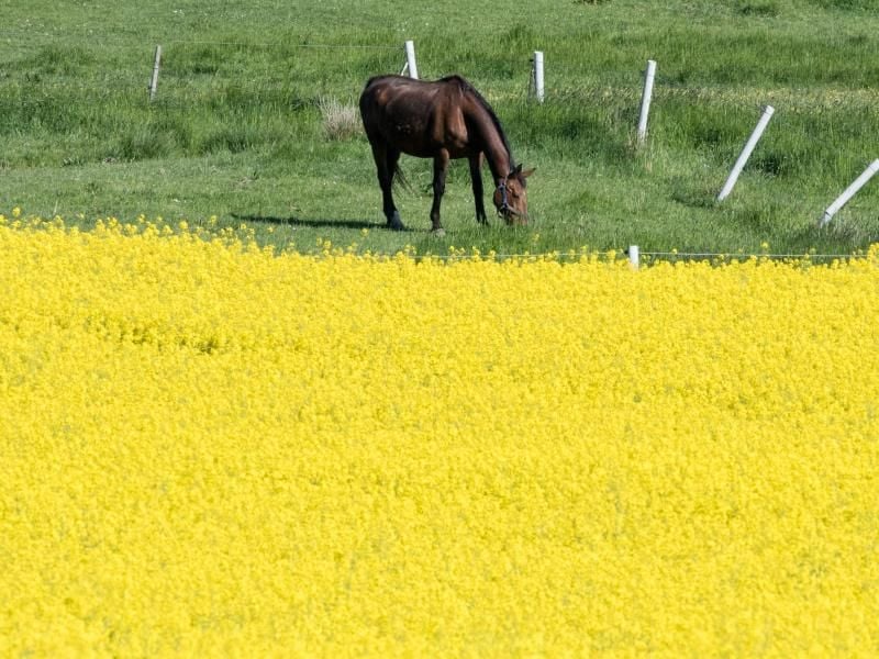 Ein Behandlungsfehler kann für den Tierarzt teuer werden. Foto: Armin Weigel