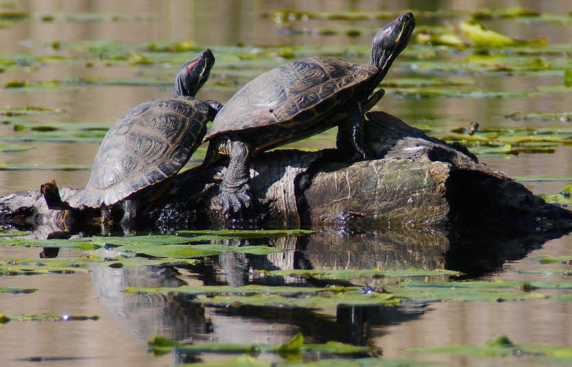 Zwei Rotwangen-Schmuckschildkröten nehmen ein Sonnenbad auf einem Baumstamm im Reinharzer Brauhausteich.