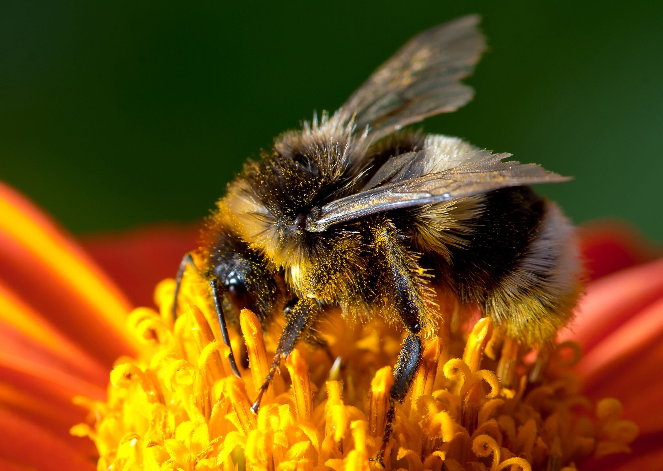 Eine Hummel voller Pollen sitzt auf einer Blüte.