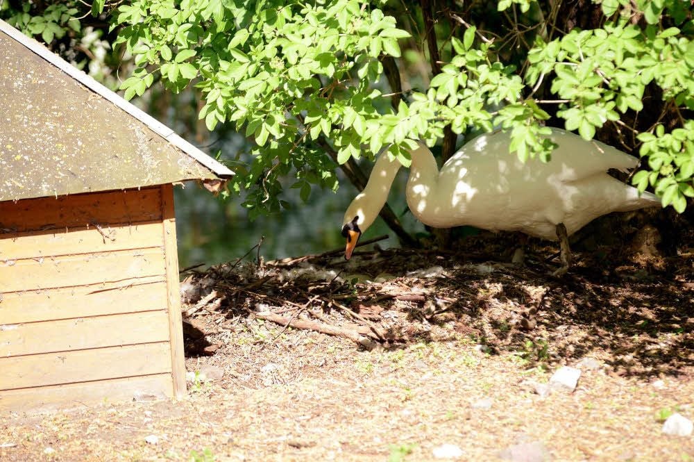 Amélie hat ein Nest gebaut und kümmert sich um ihre - unbefruchteten - Eier.