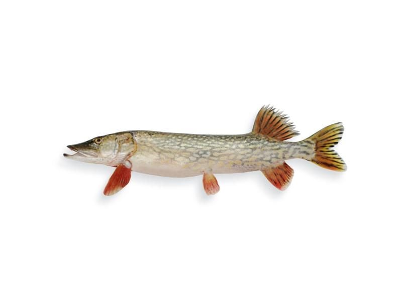 Als Raubfisch im Süßwasser ist der Hecht wichtig für die Balance eines Ökosystems - und sollte daher auch nur selten gegessen werden. Foto: Fisch-Informationszentrum e.V.