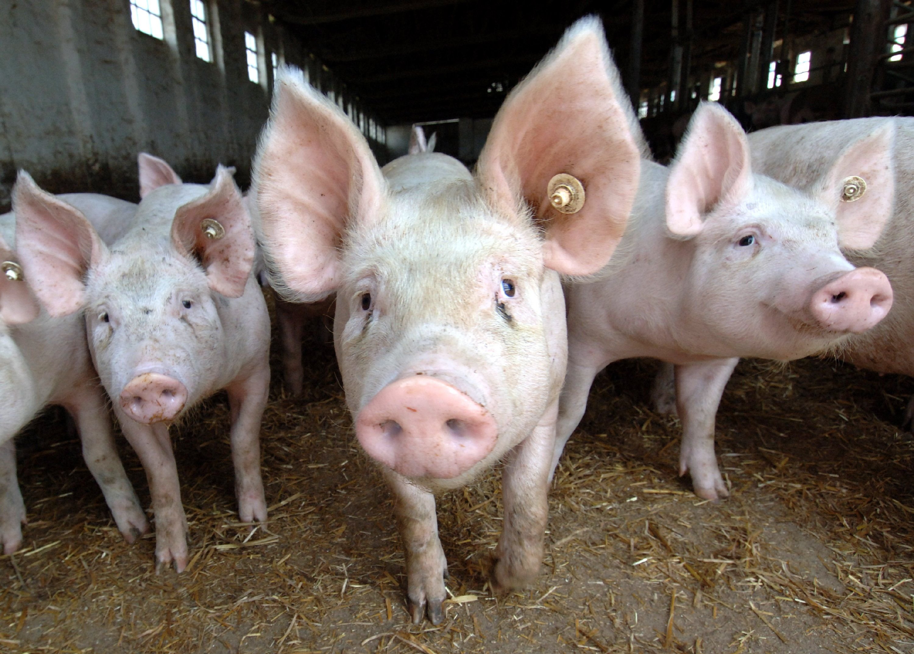 Sauen in einem Schweinestall