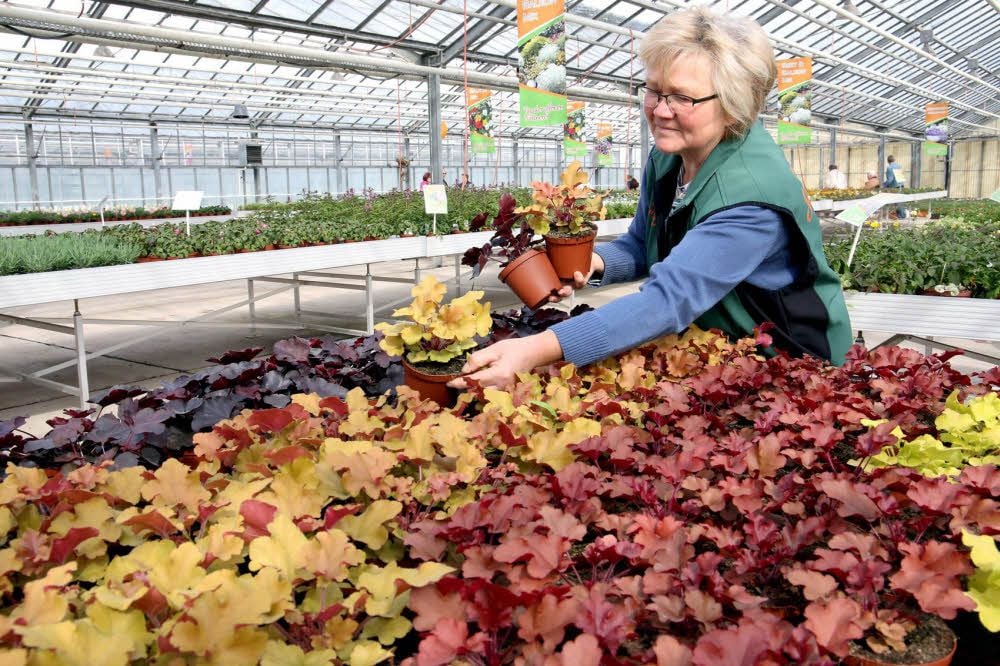 Cornelia Matthiae von der Gärtnerei Saaletal in Alsleben präsentiert Purpurglöcken in verschiedenen Farben. Rund 400 Kunden besuchten die Gärtnerei zum Blütenfest.