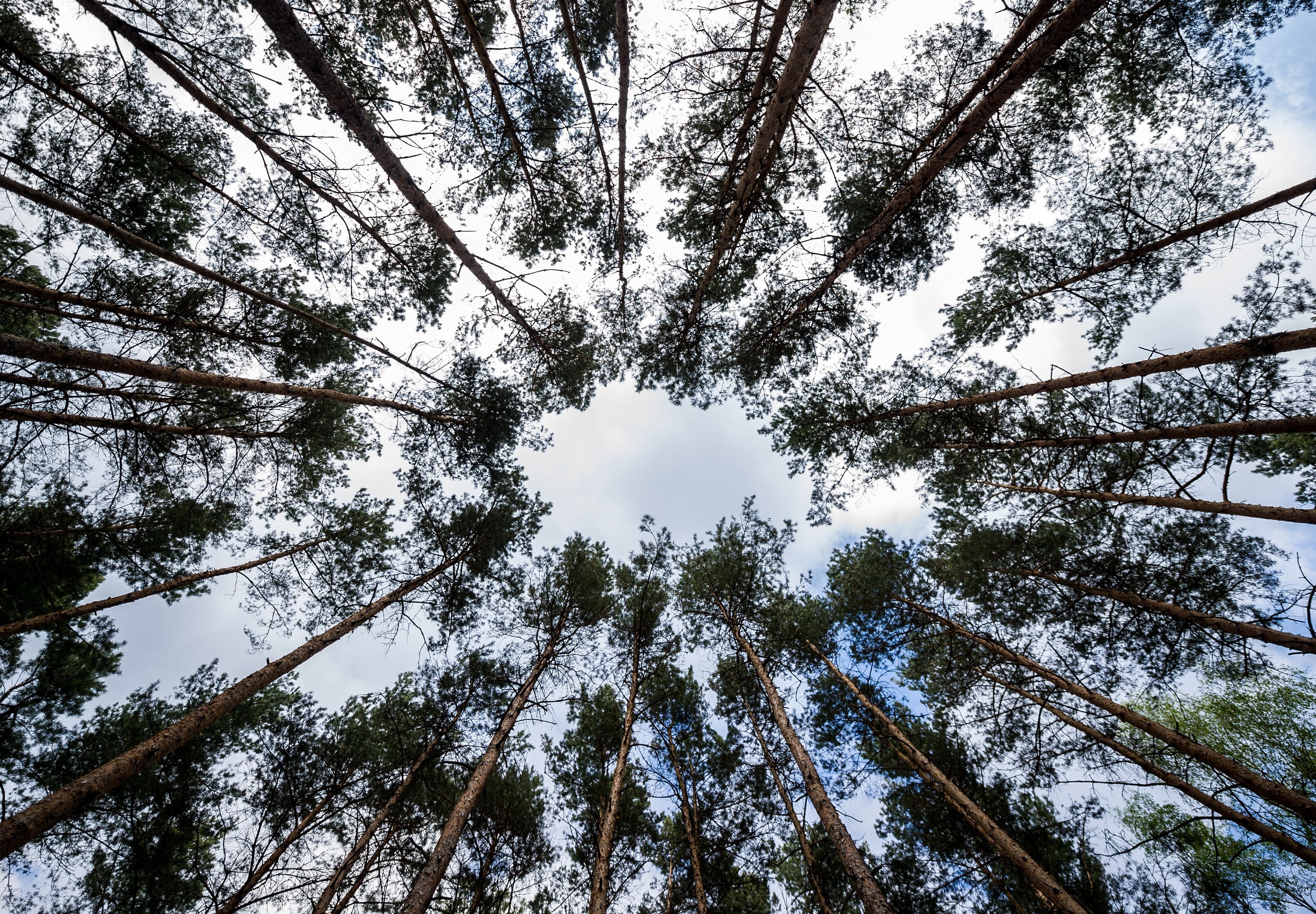 Der Landesverband Sachsen-Anhalt Holz und Kunststoff hat beim Umbau der Nadelwälder zu Mischwlädern Augenmaß angemahnt.
