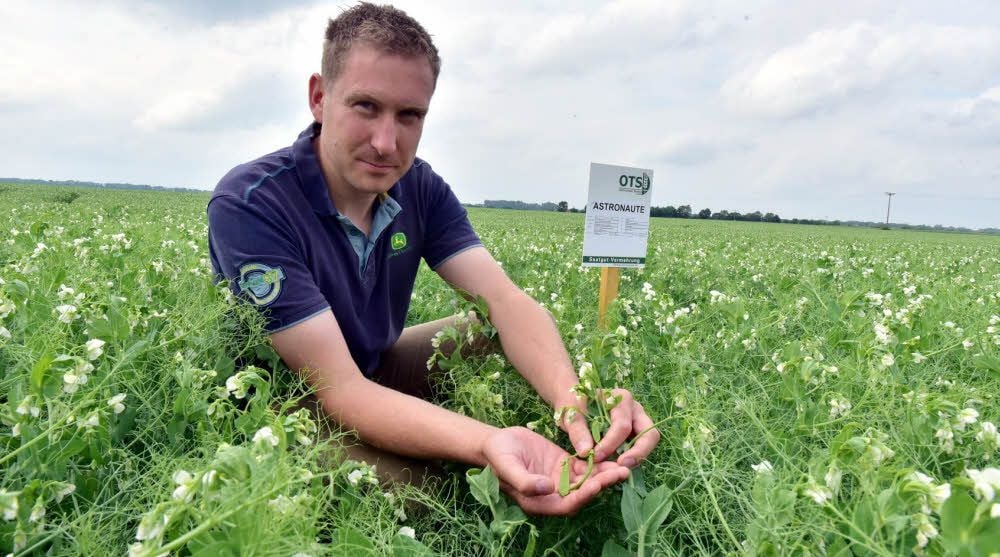 Andreas Krötzsch ist mit der Entwicklung der Erbsen auf dem Feld für die Saatgutvermehrung bei Meuchen sehr zufrieden.