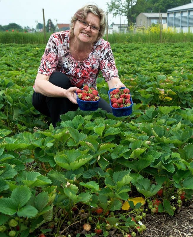 Sylvia Nitsche arbeitet auf dem Erdbeerfeld bei Beuna - es ist bereits eröffnet.