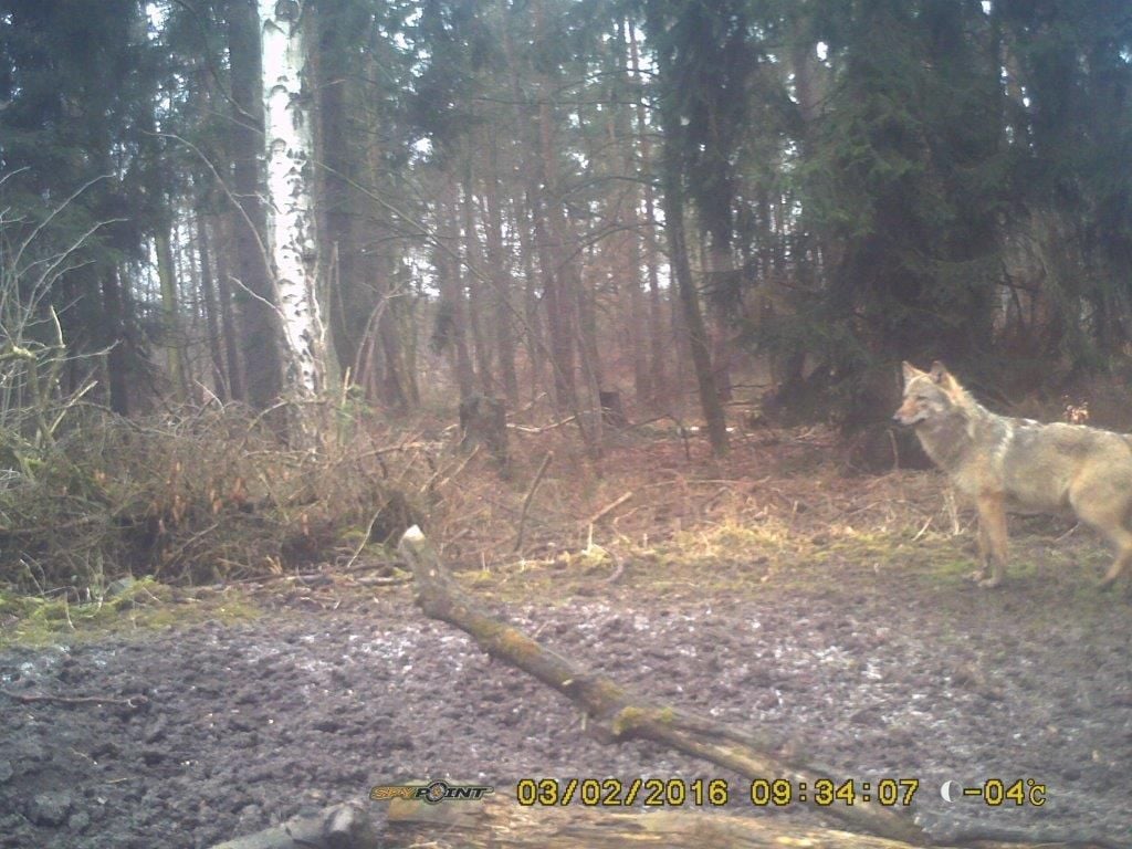 Der Wolf in der Fotofalle: Der Schnappschuss gelang am 3. Februar zwischen Ballenstedt und Meisdorf.