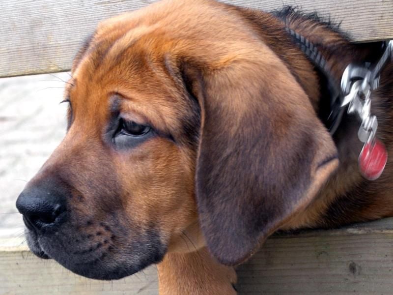 Bei Rheuma-Symptomen sollten Hunde-Halter schnell einen Tierarzt aufsuchen. Foto: Jens Schierenbeck