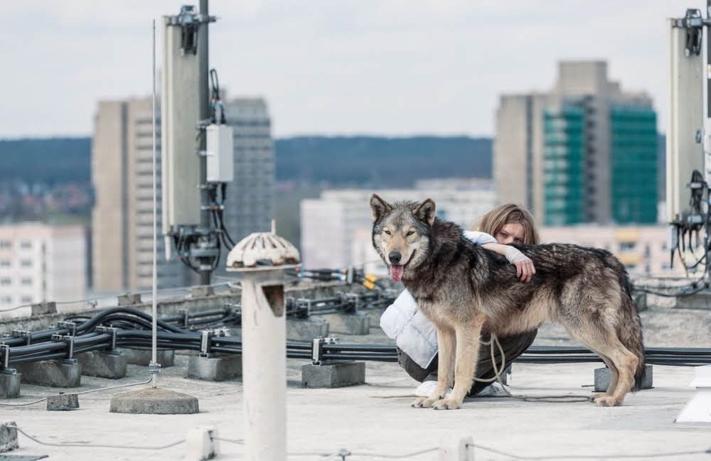 Ein Wolf auf einem Flachdach in Neustadt - im Hintergrund die Hochhaus-Scheiben. Das ist kein Trick: Schauspielerin Lilith Stangenberg hat - begleitet von einem Tiertrainer - mit dem Raubtier tatsächlich auf dem Dach des Hauses gedreht. 20 der insgesamt 28 Drehtage in Mitteldeutschland haben in Halle stattgefunden.