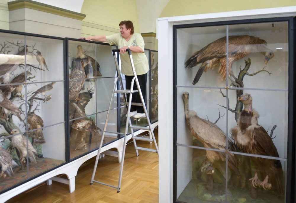 Nach der Schädlingsbekämpfung im Naumann-Museum hat Birgit Winkler (Foto) mit ihrer Kollegin Monika Modl am Montag die Räume gesäubert.