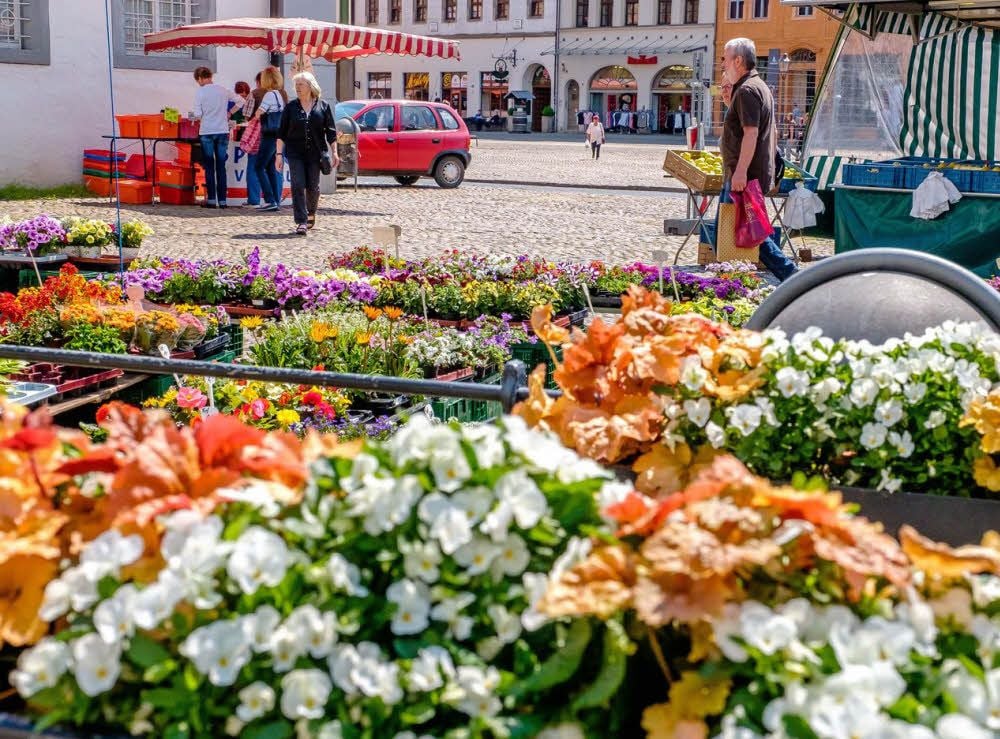 Grün ist der Wittenberger Markt hie und da jetzt schon - am 21. und 22. Mai wird das noch deutlich mehr, dann findet dort das 21. Maiblumenfest statt. 13 gärtnerische Betriebe beteiligen sich.