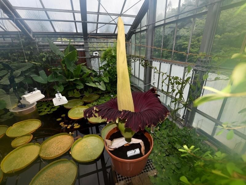 Ein Titanenwurz im Botanischen Garten in Kiel. Foto: Carsten Rehder