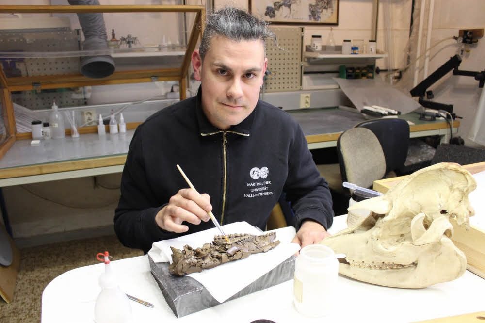 Michael Stache präpariert den Kieferknochen eines Tapier-ähnlichen Tiers aus dem Eozän. Das Fossil wurde im Geiseltal gefunden.