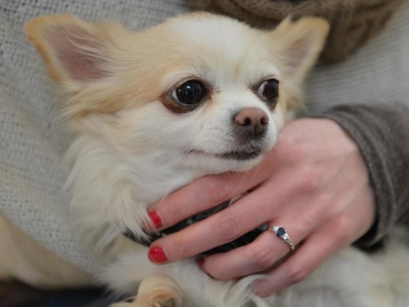 Der Chihuahua Faye wird als Therapietier in der Psychiatrie eingesetzt. Foto: Franziska Kraufmann