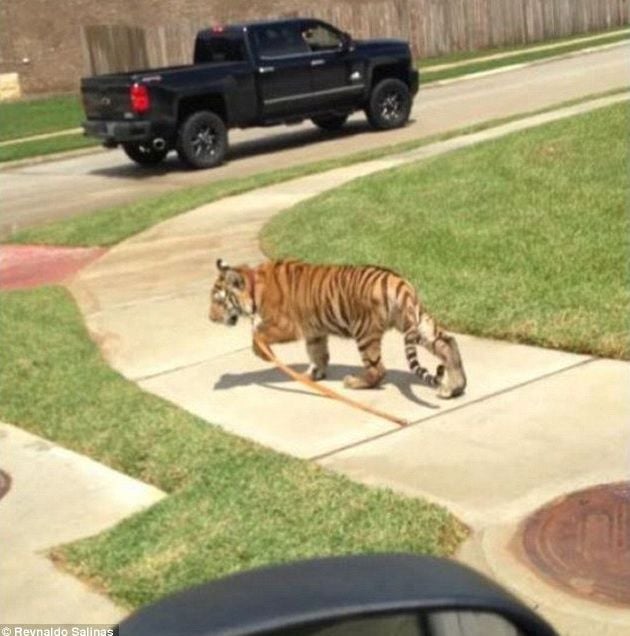 Der junge Tiger wanderte durch Houston.
