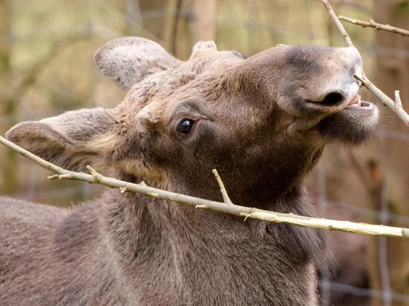 Der junge Elch-Bulle mit dem Namen «Bo» im Tierpark Neumünster. Foto: Daniel Bockwoldt