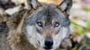 Tödliche Angriffe von Wölfen auf andere Tiere kommen in Sachsen-Anhalt immer wieder vor. Foto: Julian Stratenschulte/Archiv