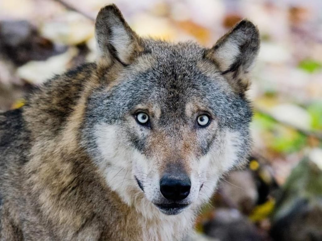 Tödliche Angriffe von Wölfen auf andere Tiere kommen in Sachsen-Anhalt immer wieder vor. Foto: Julian Stratenschulte/Archiv