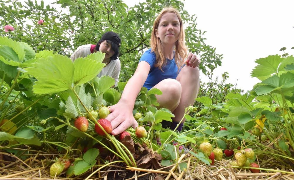 Alexa Penno (l.) und Nicole Volgmann ernten Erdbeeren. Unlängst wurde gar eine Erdbeertorte gebacken.