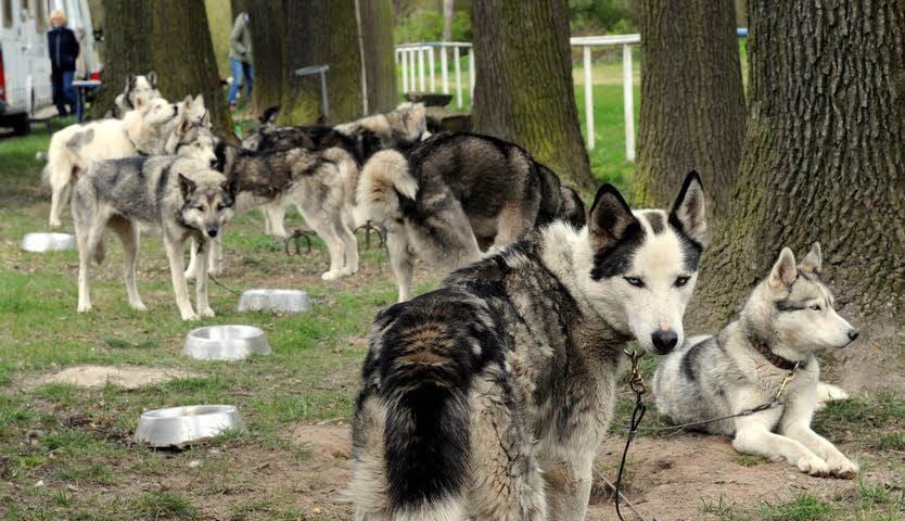 Nach den Übungen können sich die Schlittenhunde am Sportplatz ausruhen.