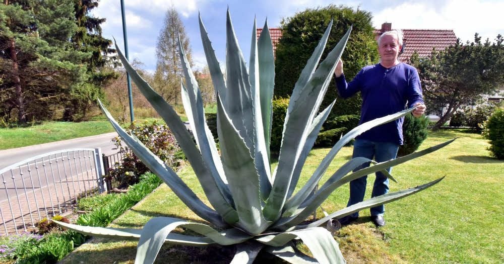 Peter Wockenfuß mit seiner über 30 Jahre alten Agave. Sie gedeiht im Trebnitzer Vorgarten prächtig und zieht die Blicke vieler auf sich.