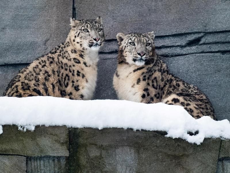 Schneeleoparden unter Beobachtung. Foto: Sebastian Hennigs/NABU