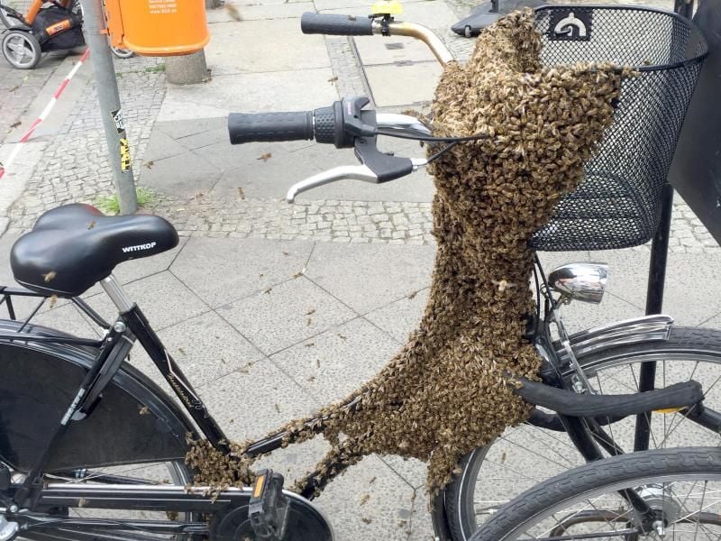 Bienen müssen von einem Imker eingesammelt werden. Foto: Justus Demmer