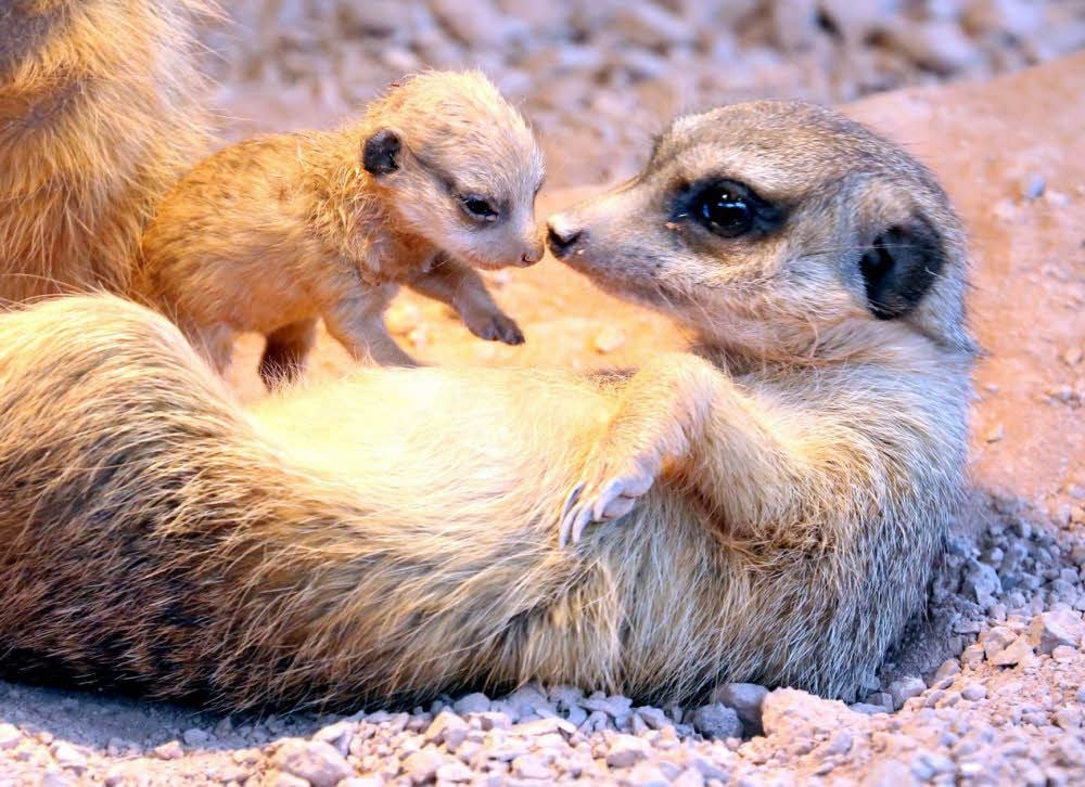 Bei den Erdmännchen im Tiergarten gibt es Nachwuchs.