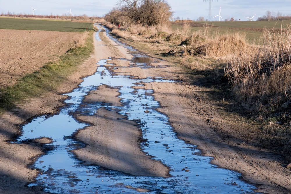 Gärreste laufen übers Feld.