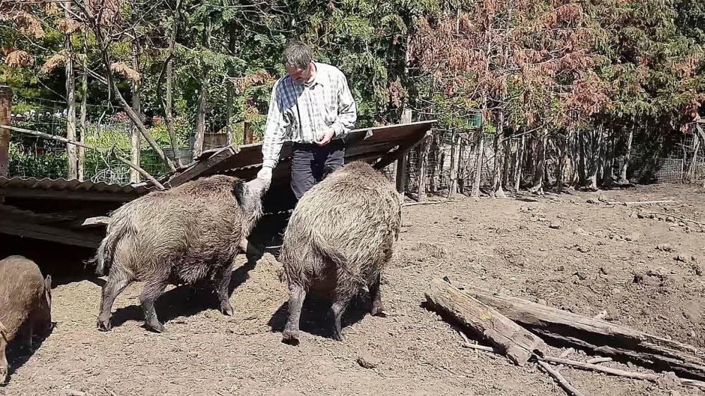 Jens Rennecke füttert Willi, Berta und ihren Nachwuchs.