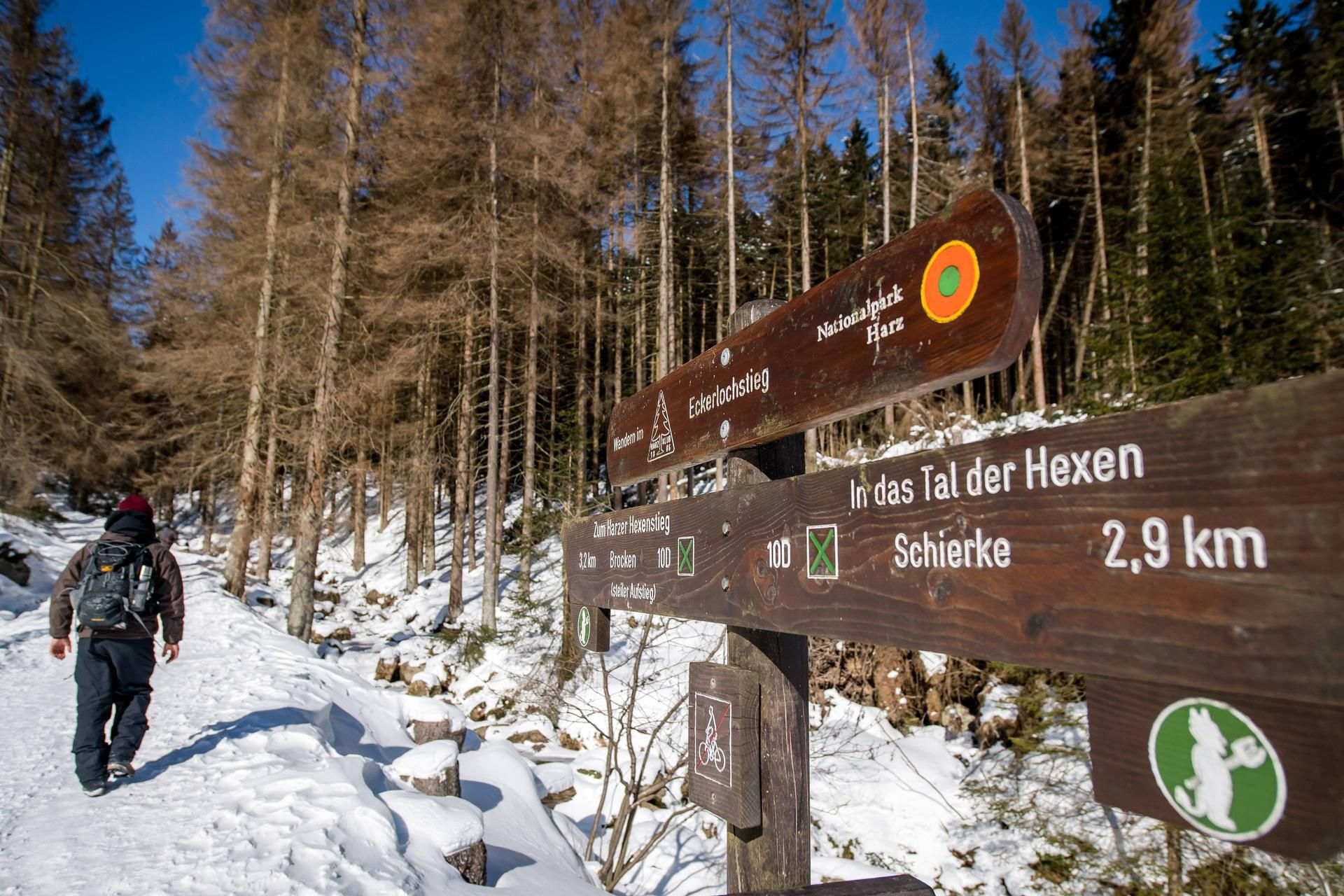 Ein Wanderer läuft von Schierke aus kommend in Richtung Gipfel des Brocken.