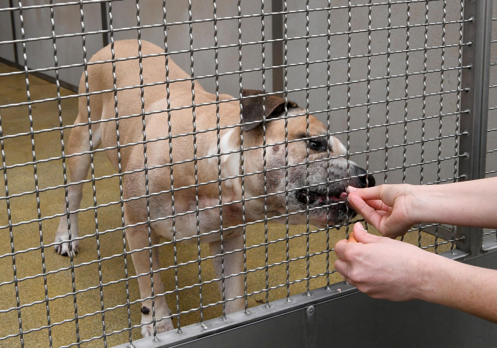 Der Staffordshire Terrier „Chico” befindet sich in einem Tierheim.