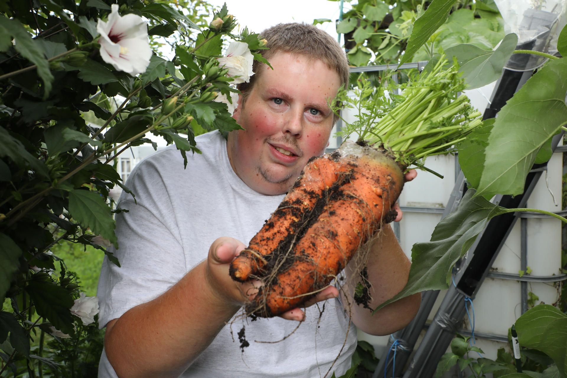 Pößneck: Patrick Teichmann, Riesengemüsezüchter zeigt eine Riesenmöhre in seinem Schrebergarten bei der Weltrekordprüfung für die meisten in einem Garten kultivierten Riesengemüsesorten.
