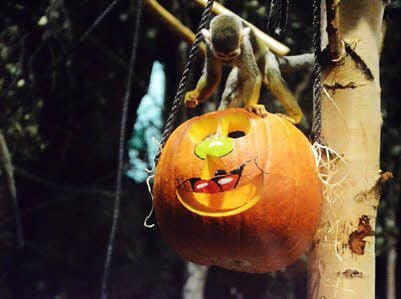 Halloween im Zoo