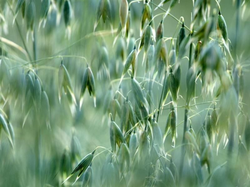 Saathafer (Avena sativa), auch genannt Weißer oder Echter Hafer. Foto: Tobias Niedenthal/Universität Würzburg