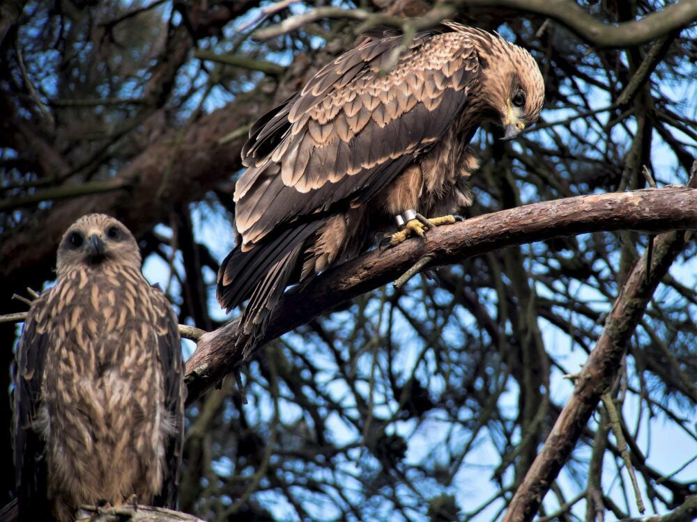 Zwei von drei: Die Jungvögel sind eine Mischung aus Rot- und Schwarzmilan. Geboren wurden sie in einem Pratauer Kiefernwäldchen. Dass sich die Schwesternarten, wie Experten sie nennen, zusammentun, kommt auch nach Auskunft des Rotmilan-Zentrums Halberstadt selten vor.