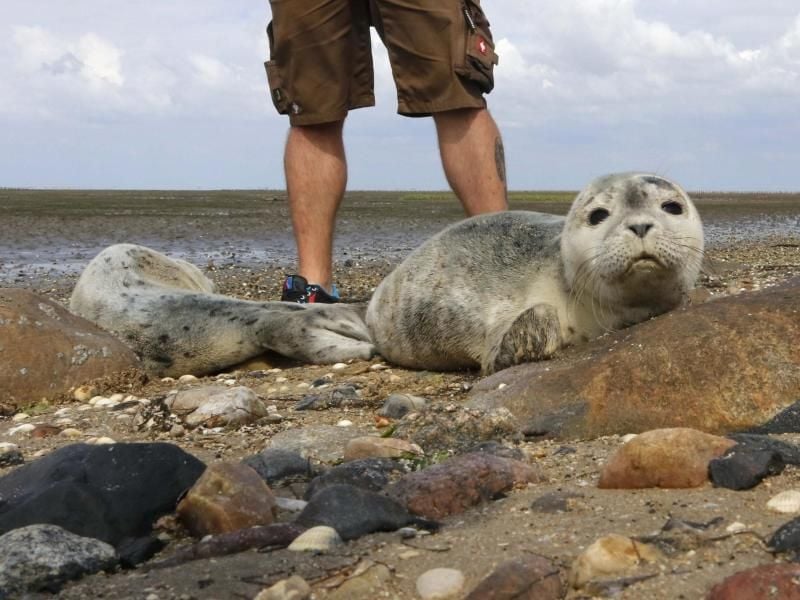 Zwei junge Seehunde sind an einem Strandabschnitt zu sehen. Foto: Wolfgang Runge/dpa/Archivbild
