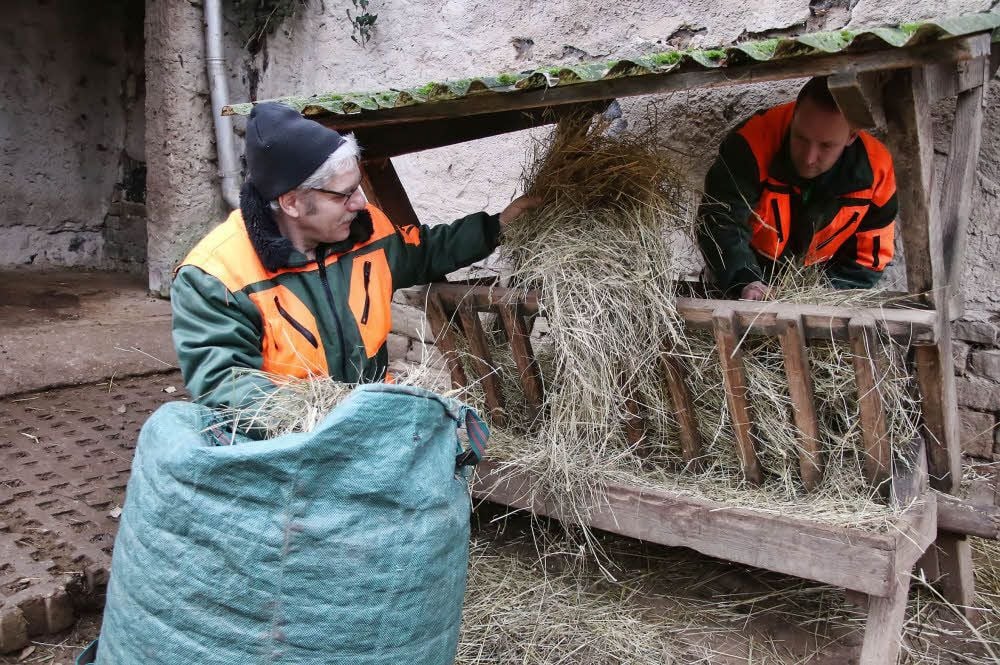 Im Winter verteilen die Tierpfleger Günter Ecke und Daniel Bialek (v.li.) reichlich Stroh und Heu in den Tiergehegen.