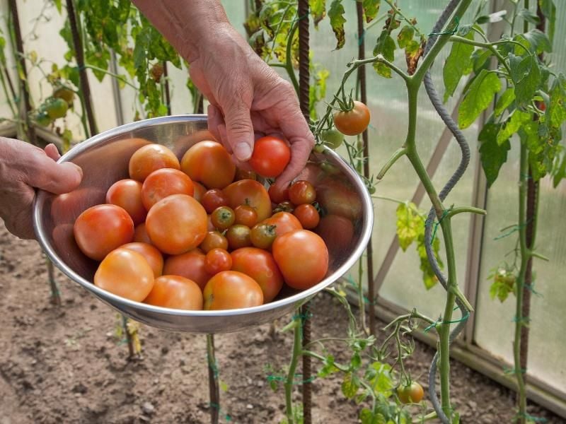 Keine Sorge: Befällt die Samtfleckenkrankheit Tomatenpflanzen im Gewächshaus, ist die Ernte in der Regel nicht gefährdet. Foto: Kai Remmers/dpa-tmn