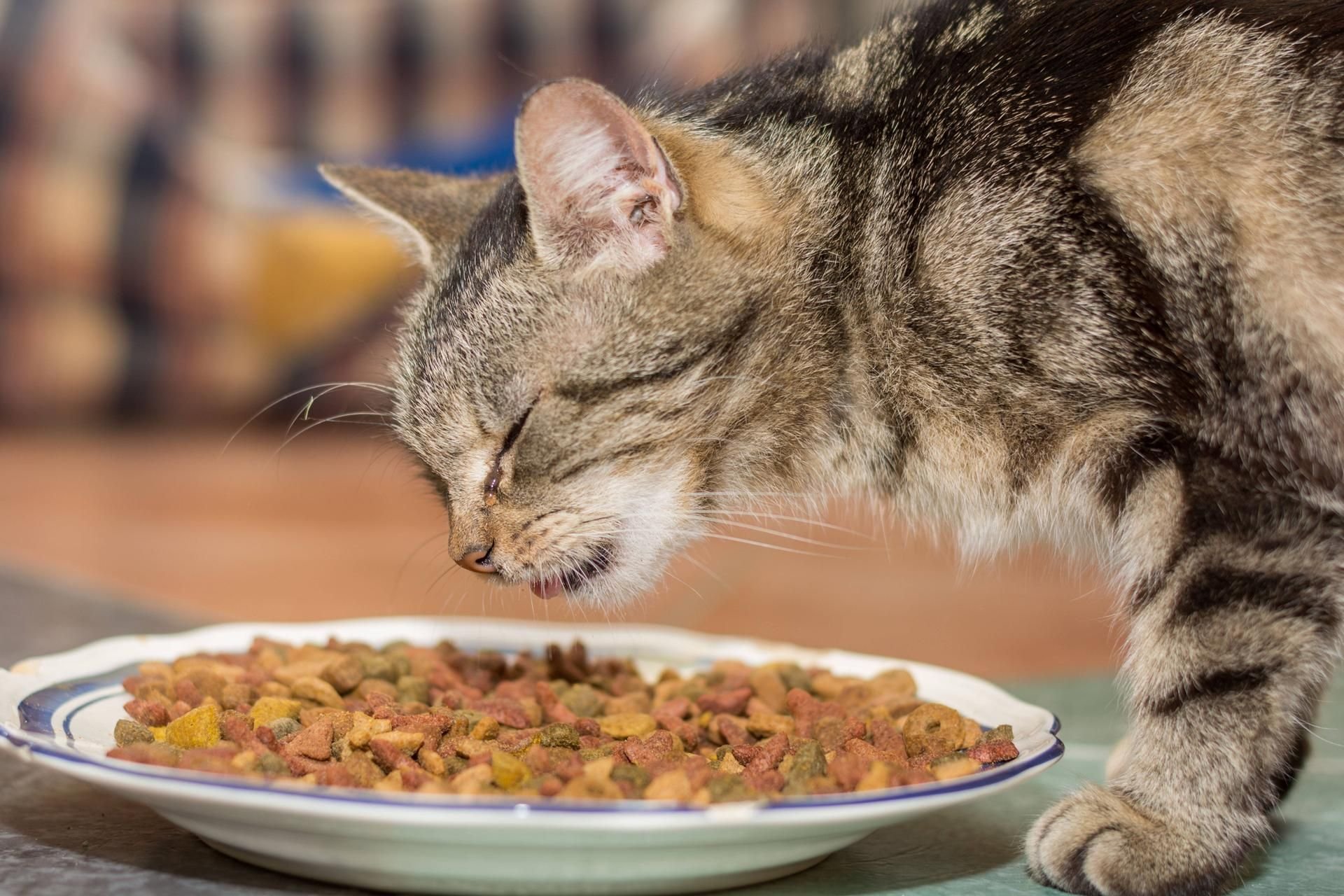 Auch günstiges Katzenfutter kann gut sein – Stiftung Warentest hat es überprüft.
