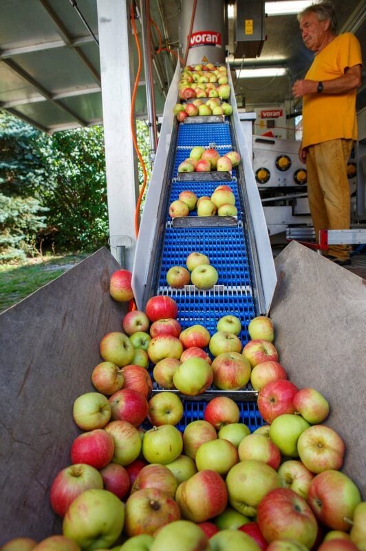 Äpfel frisch vom Baum werden in der mobilen Mosterei vor den Augen der Kunden verarbeitet.