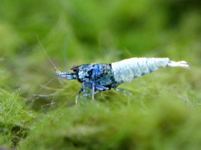 Ein Hingucker ist die Blue Steel Garnele (Caridina cantonensis sp Blue Steel). Praktischerweise hält sie auch das Aquarium sauber. Foto: Andrea Warnecke