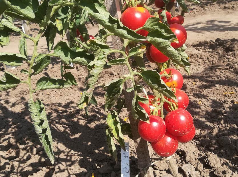 Die Sorte Harzfeuer stand im Mittelpunkt des Tomatentages in Aschersleben.