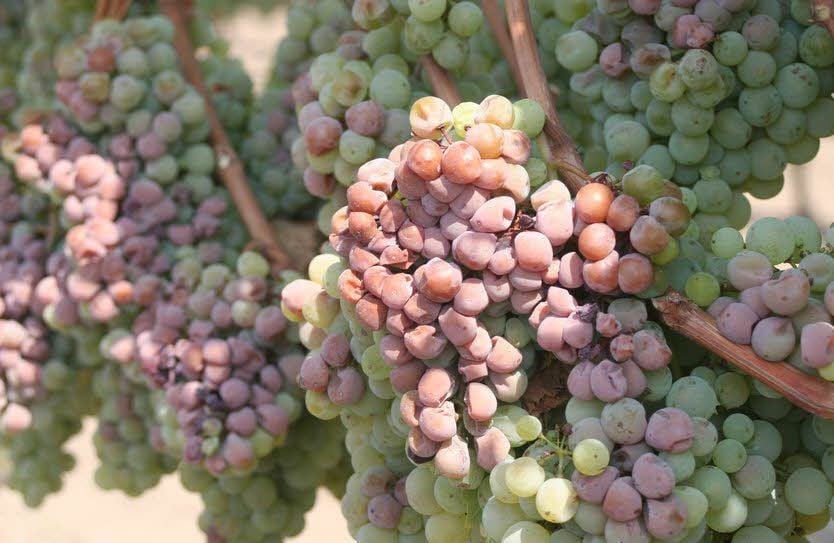 Sonnenbrand ist ein Phänomen, das auch im Wein auftritt - hier am Rieslingweg auf den Unterbergen, wo Hankes die Sorte Kerner anbauen.