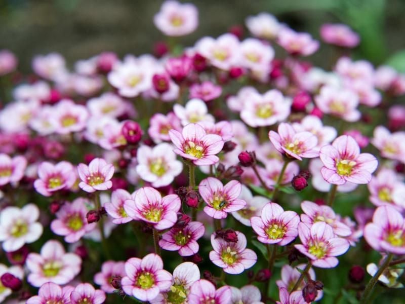 Der polsterbildende Moossteinbrech eignet sich für Beete am Hang. Foto: Andrea Warnecke