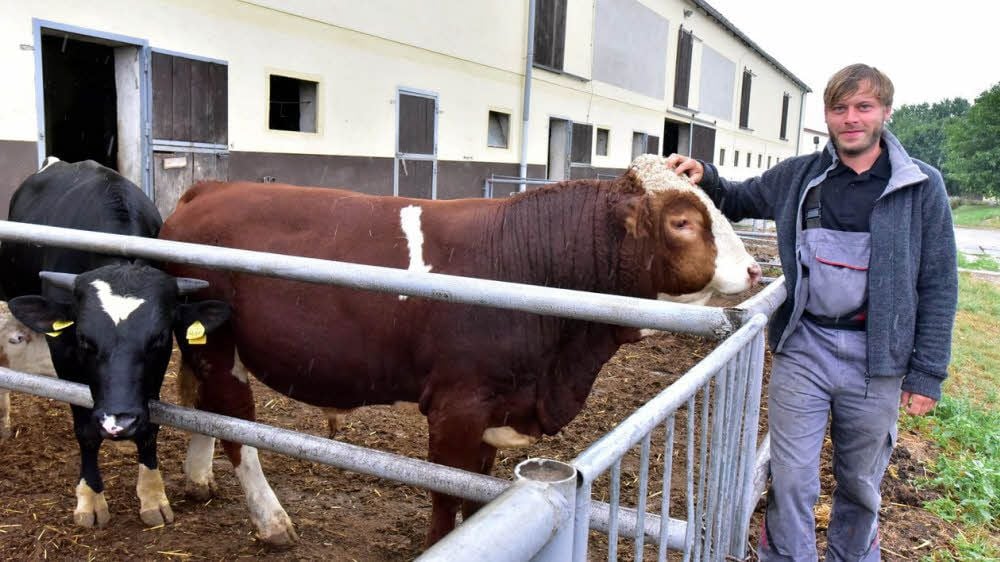Sebastian Krüger sieht seine Zukunft in der Landwirtschaft. In Kleingöhren gehört auch Fleckvieh dazu.