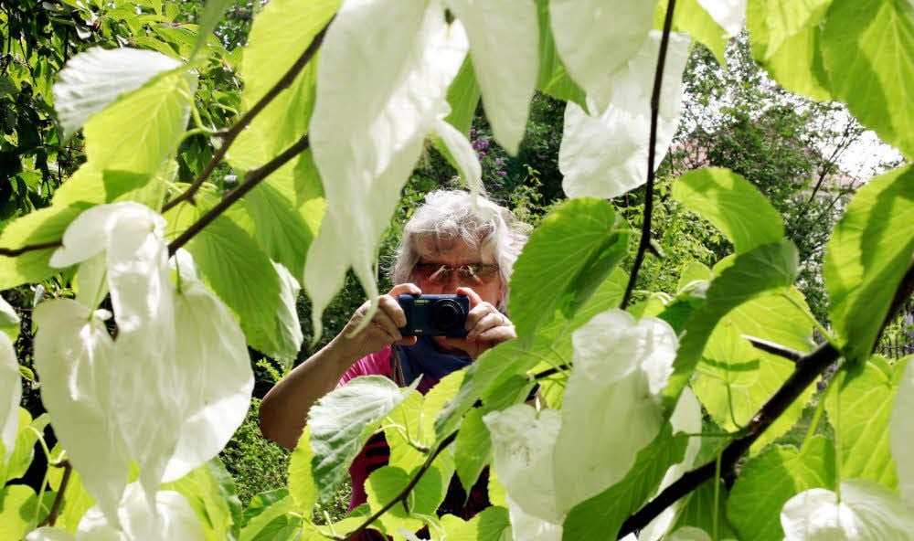 Stets ein beliebtes Fotomotiv: der Taschentuchbaum im Botanischen Garten in Halle.