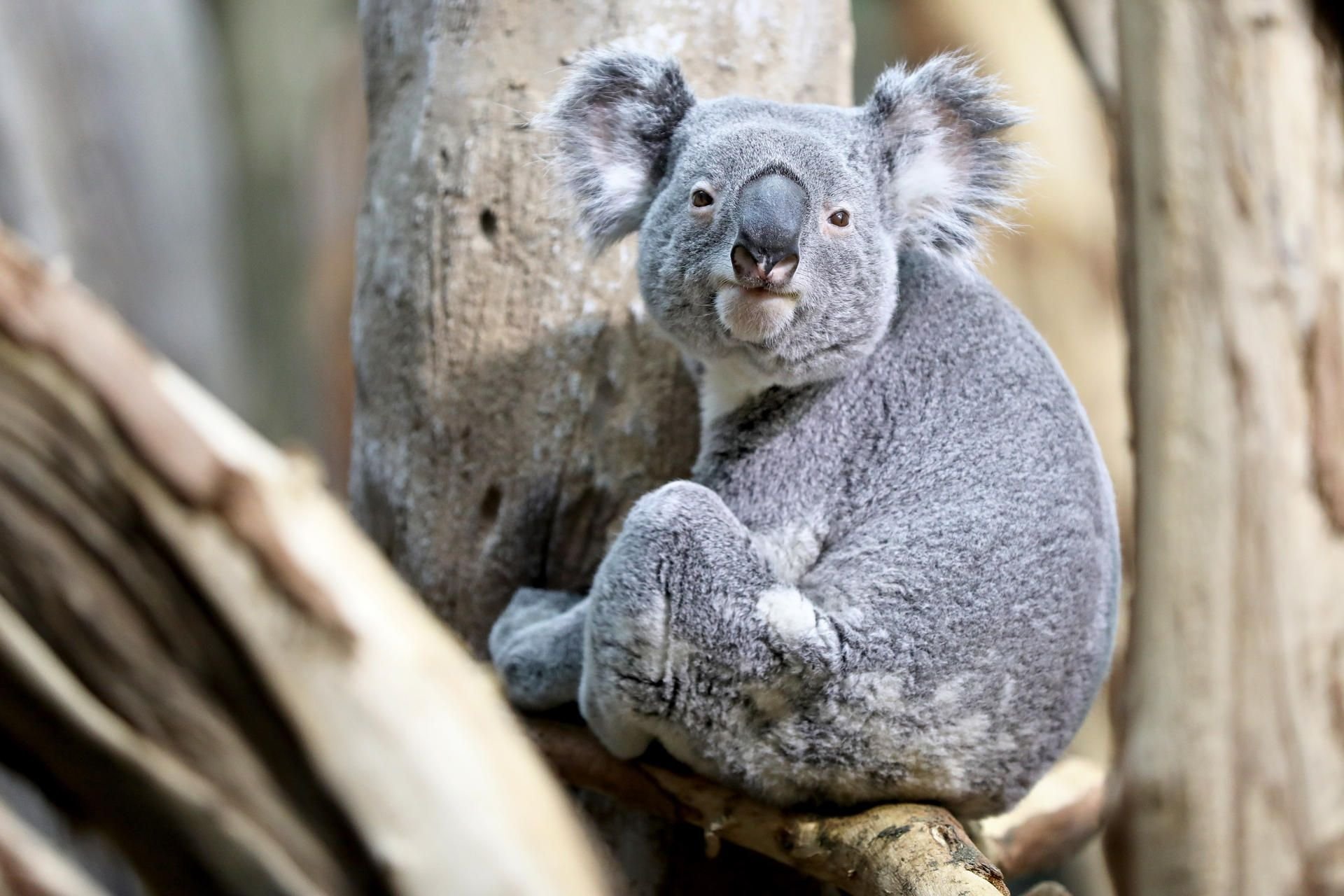 Zoo Leipzig: Zoo Leipzig: Einsamer Koala Oobi-Ooobi Wartet Auf Artgenossen