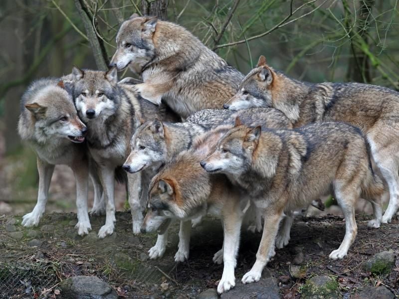 Die Wolfspopulation in Deutschland breitet sich stetig aus. Von Mai 2017 bis April 2018 konnten 60 Rudel, 18 Paare und zwei territoriale Einzeltiere nachgewiesen werden. Foto: Bernd Wüstneck
